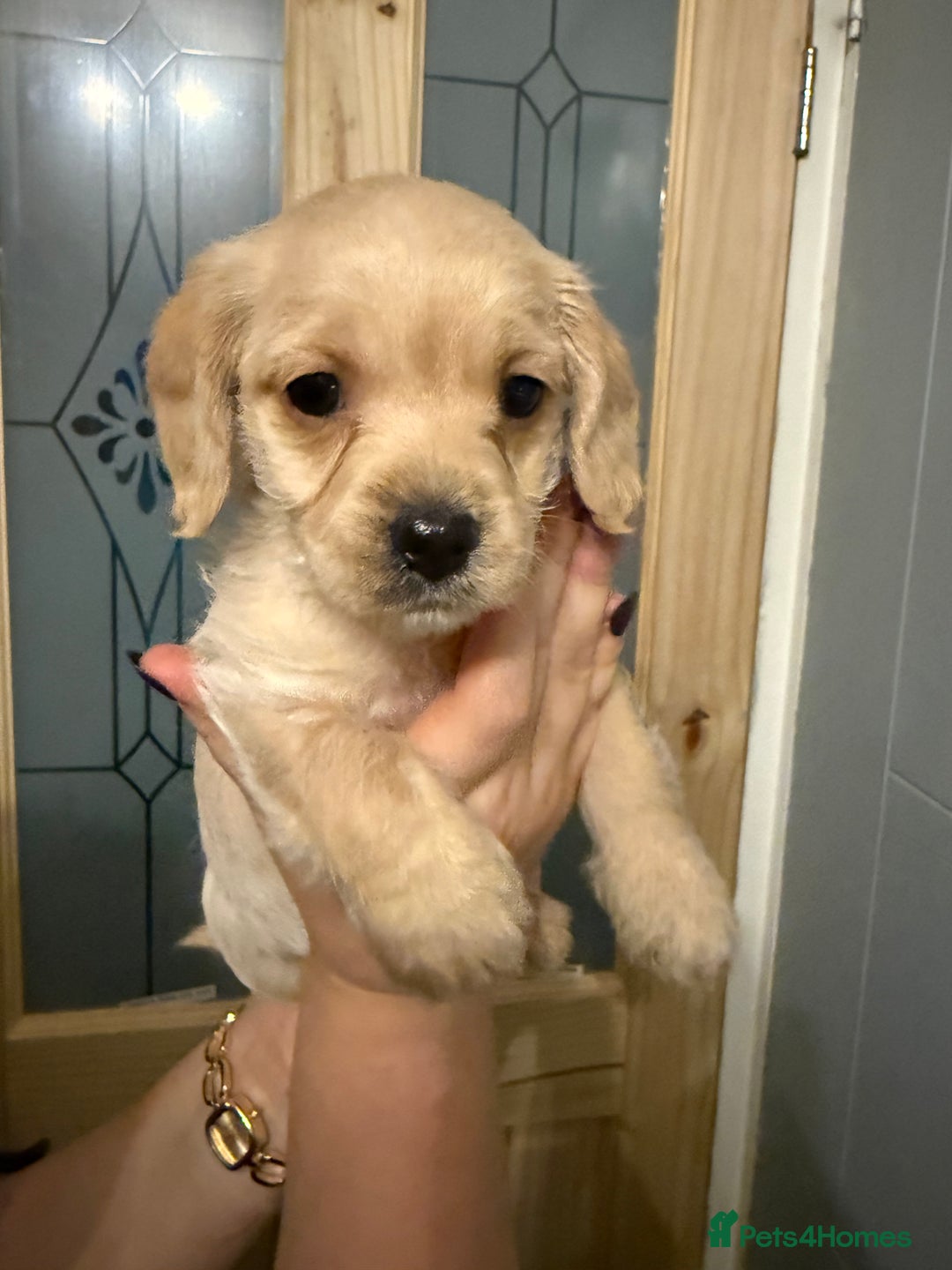 Mixed Breed dogs for sale: Dachshund/cavapoo - Advert 7
