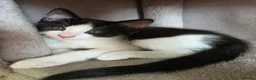 Mixed Breed cats for sale: Mixed ragdoll  - Advert 3