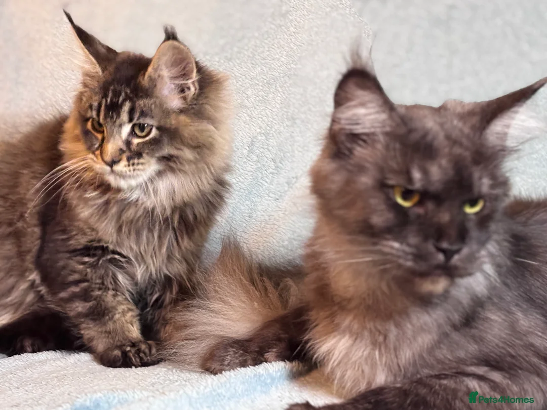 Maine Coon cats for sale: TICA registered Maine Coon Kitten  - Advert 4