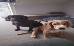 Cocker Spaniel dogs for sale: Golden/red 5 month old cocker spaniel - Image 2