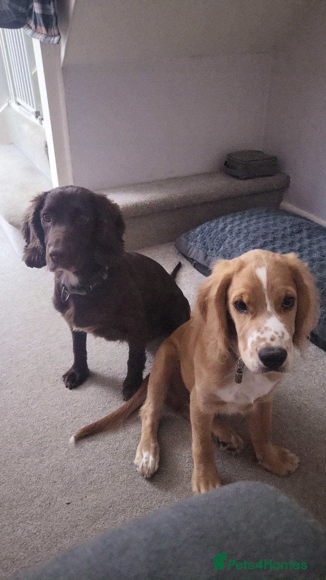 Cocker Spaniel dogs for sale: Golden/red 5 month old cocker spaniel - Image 2