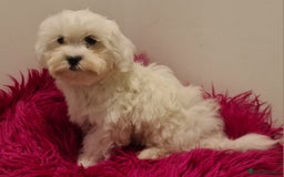 Maltipoo dogs for sale: Gorgeous pure white maltipoo girl  - Image 6