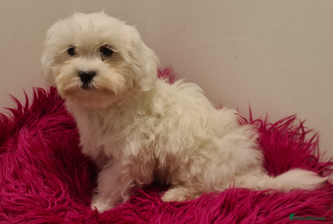 Maltipoo dogs for sale: Gorgeous pure white maltipoo girl  - Image 6