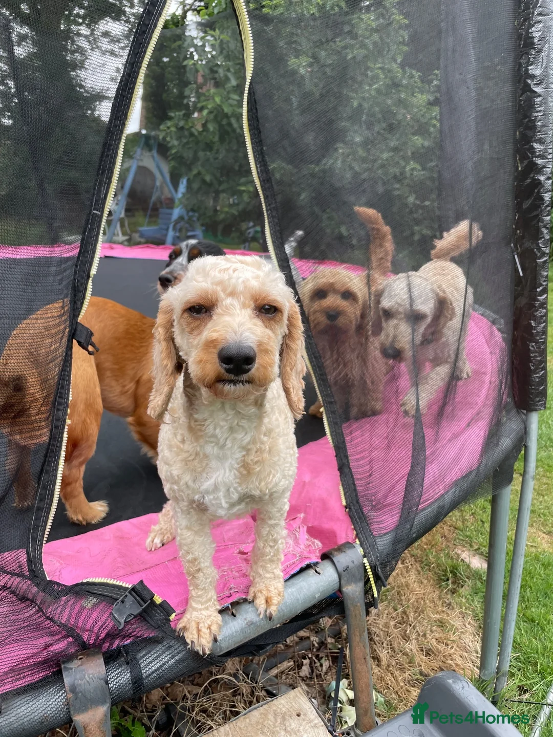 Cavapoo dogs for sale: 6 Beautiful fluffy apricot Cavapoo - Advert 19