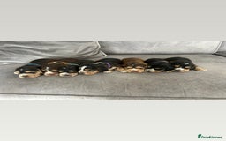 Cocker Spaniel dogs for sale: ✨show type cocker spaniel ✨ - Image 1