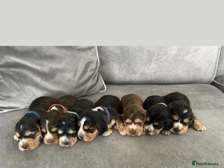 Cocker Spaniel dogs for sale - Advert 1