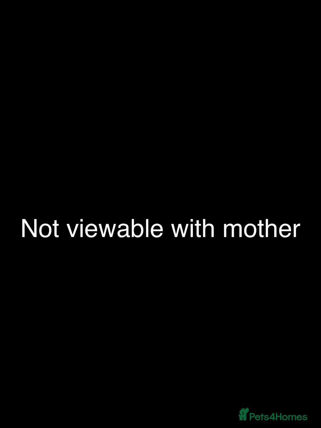 Lhasapoo dogs for sale: Lhasapoo for sale  - Advert 13