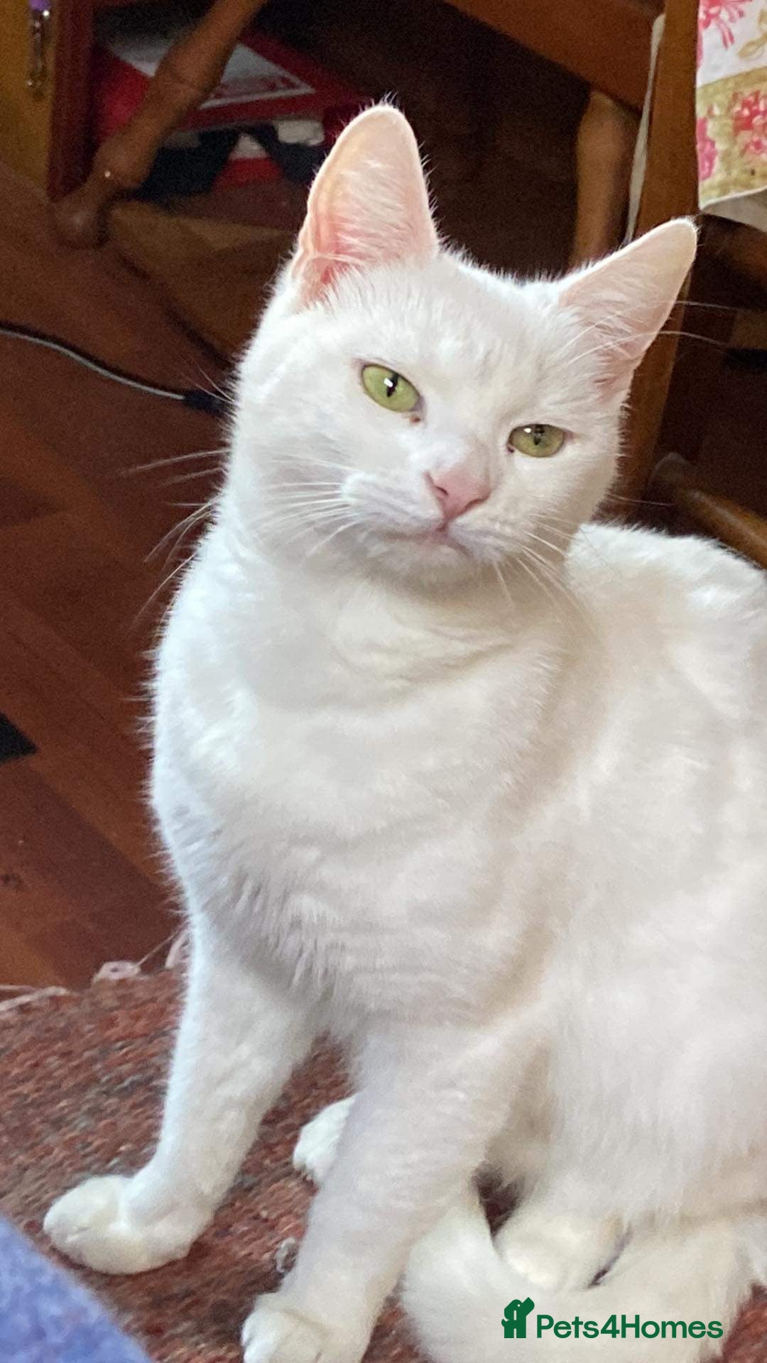 Mixed Breed cats Adult Cat for Adoption - Advert 11