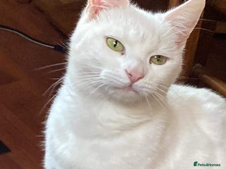 Mixed Breed cats Adult Cat for Adoption - Advert 13