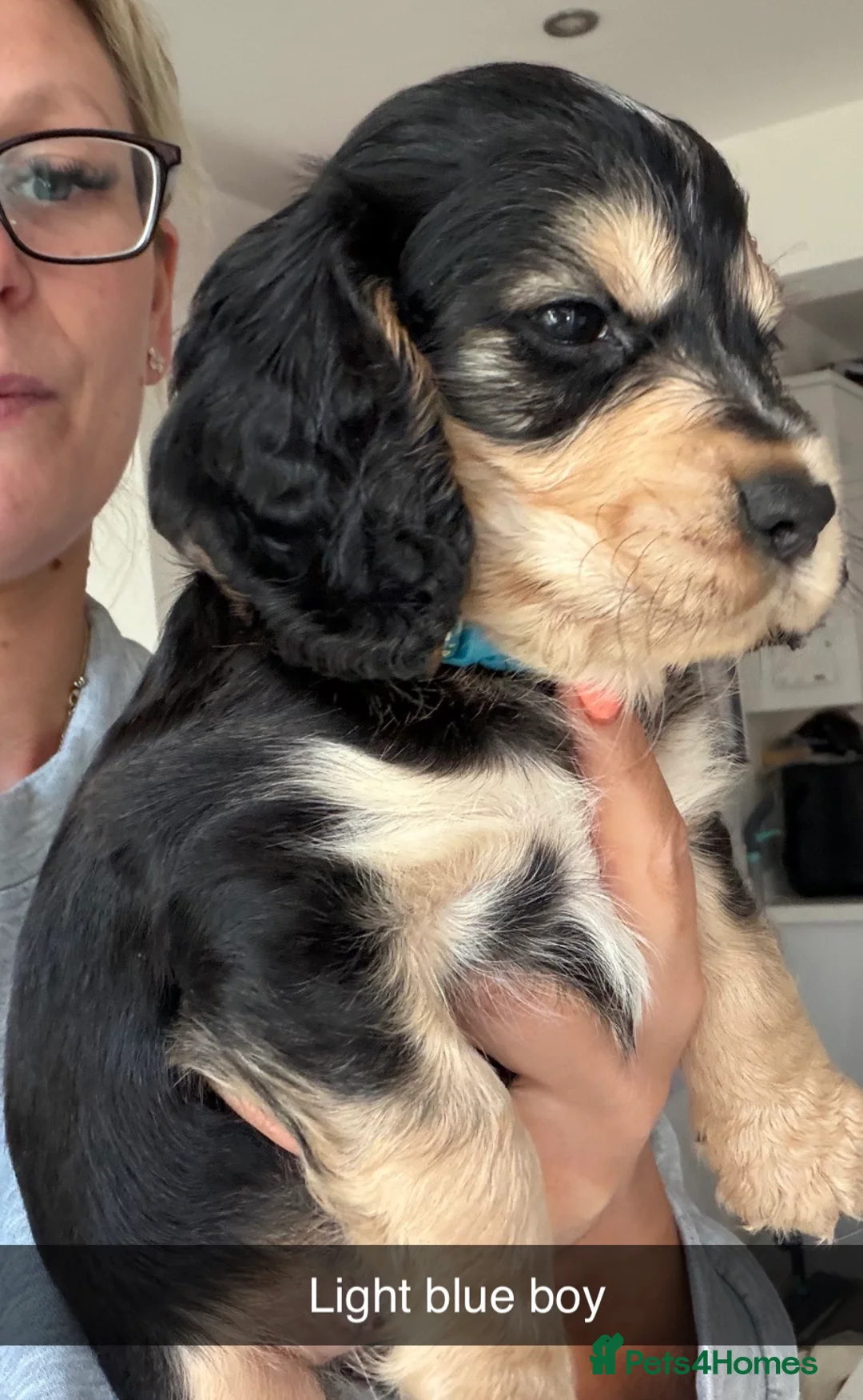 Cocker Spaniel dogs for sale: Show cocker pups  - Advert 1