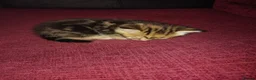 Mixed Breed cats for sale: 3 kittens looking for new home  - Advert 8