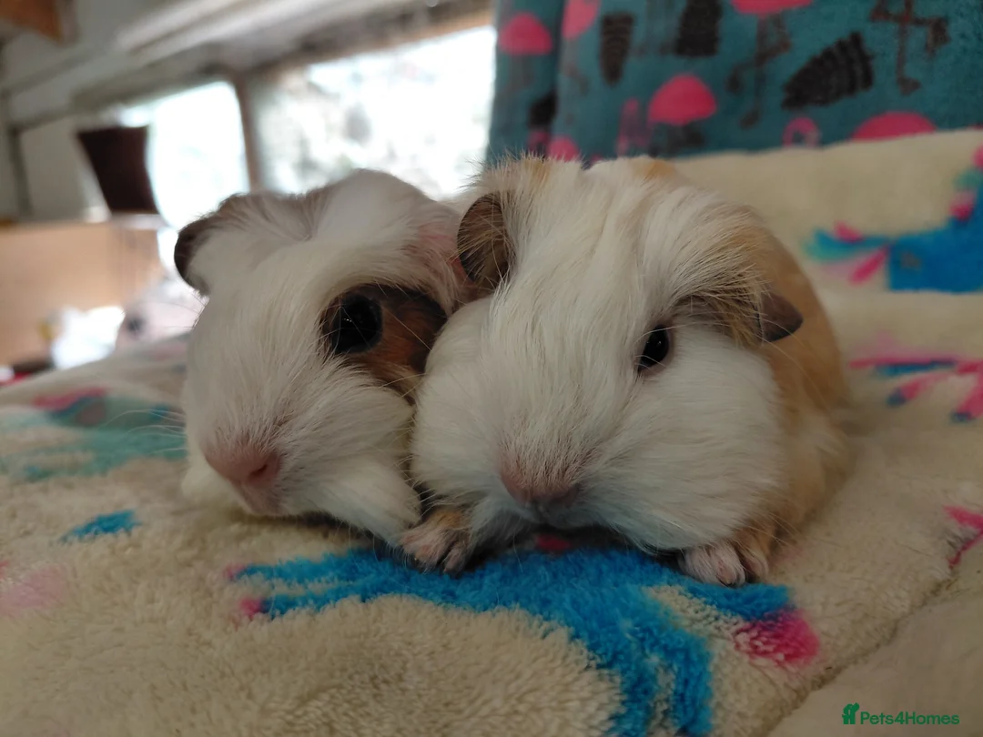 Guinea Pig rodents for sale: Baby Boars In Different Breeds  - Advert 26