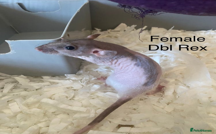 Rat rodents - Advert 2