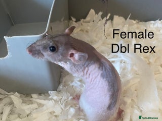 Rat rodents Baby Rats Male & Female - Advert 6