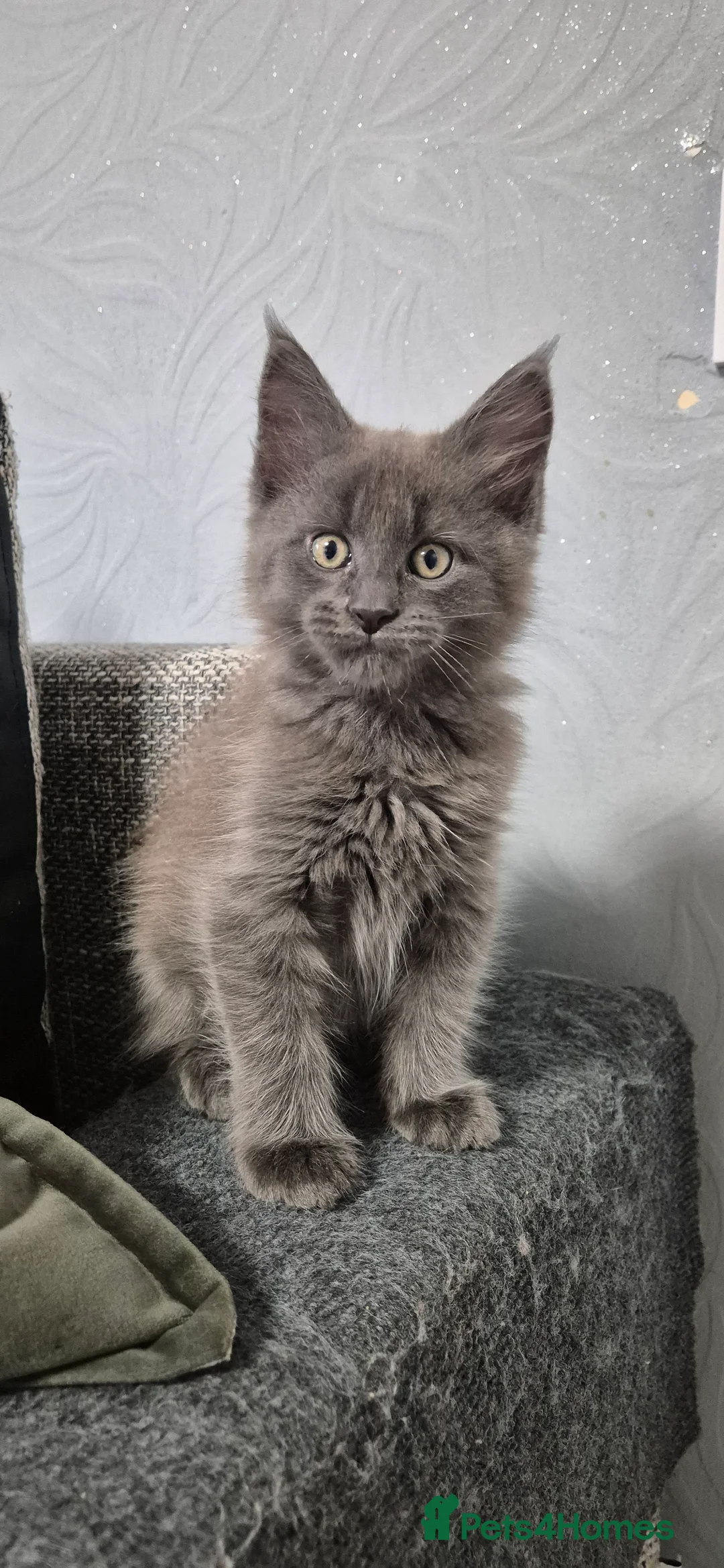 Maine Coon cats for sale: Maine Coon kittens  - Advert 11