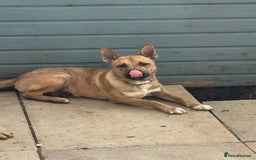 Mixed Breed dogs for sale: Staffy x husky pup - Image 1