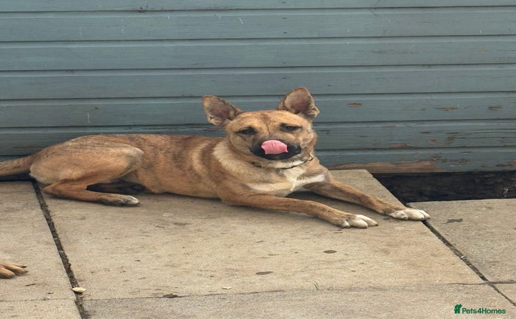 Mixed Breed dogs - Advert 1