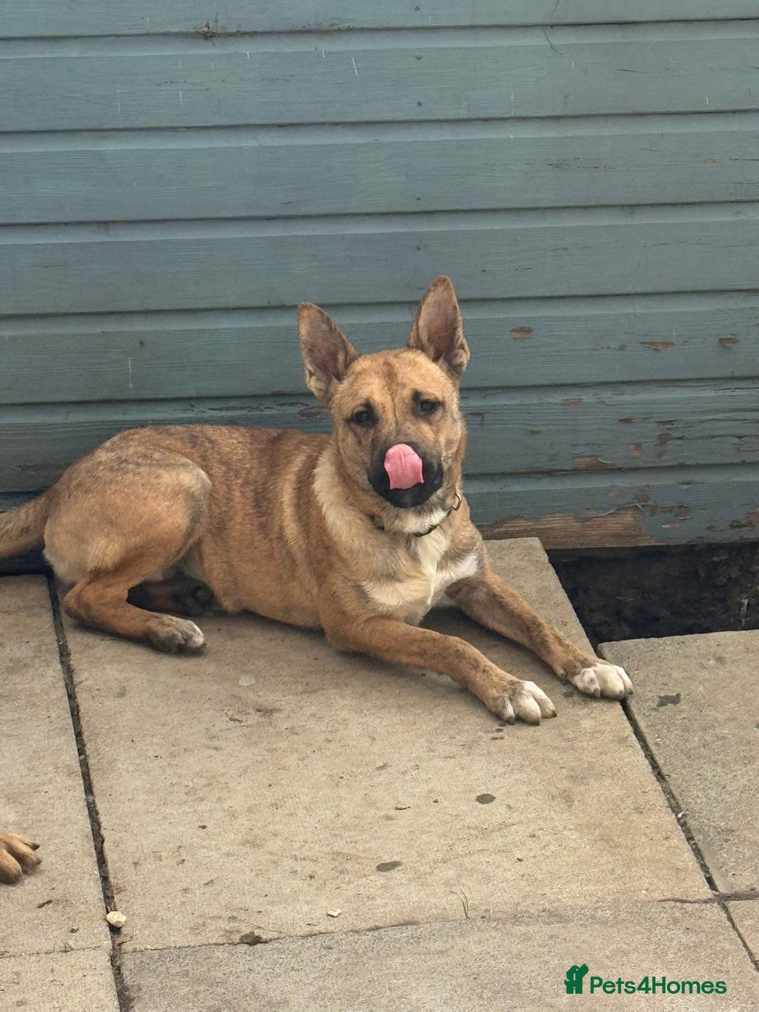 Mixed Breed dogs for sale: Staffy x husky pup - Image 1