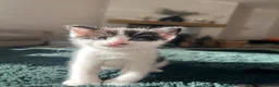 Mixed Breed cats for sale: 3 Kittens looking for furever home 🏠  - Advert 14