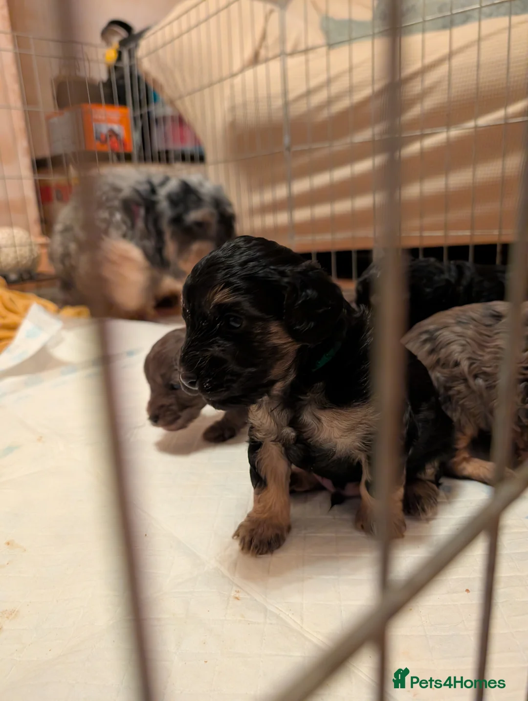 Cockapoo dogs for sale: F2b cockapoo pups Super Cute. Health test parents - Advert 18