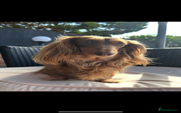 Miniature Dachshund dogs for sale: 🤍🐾 Stunning long haired litter 🐾🤍 - Image 10