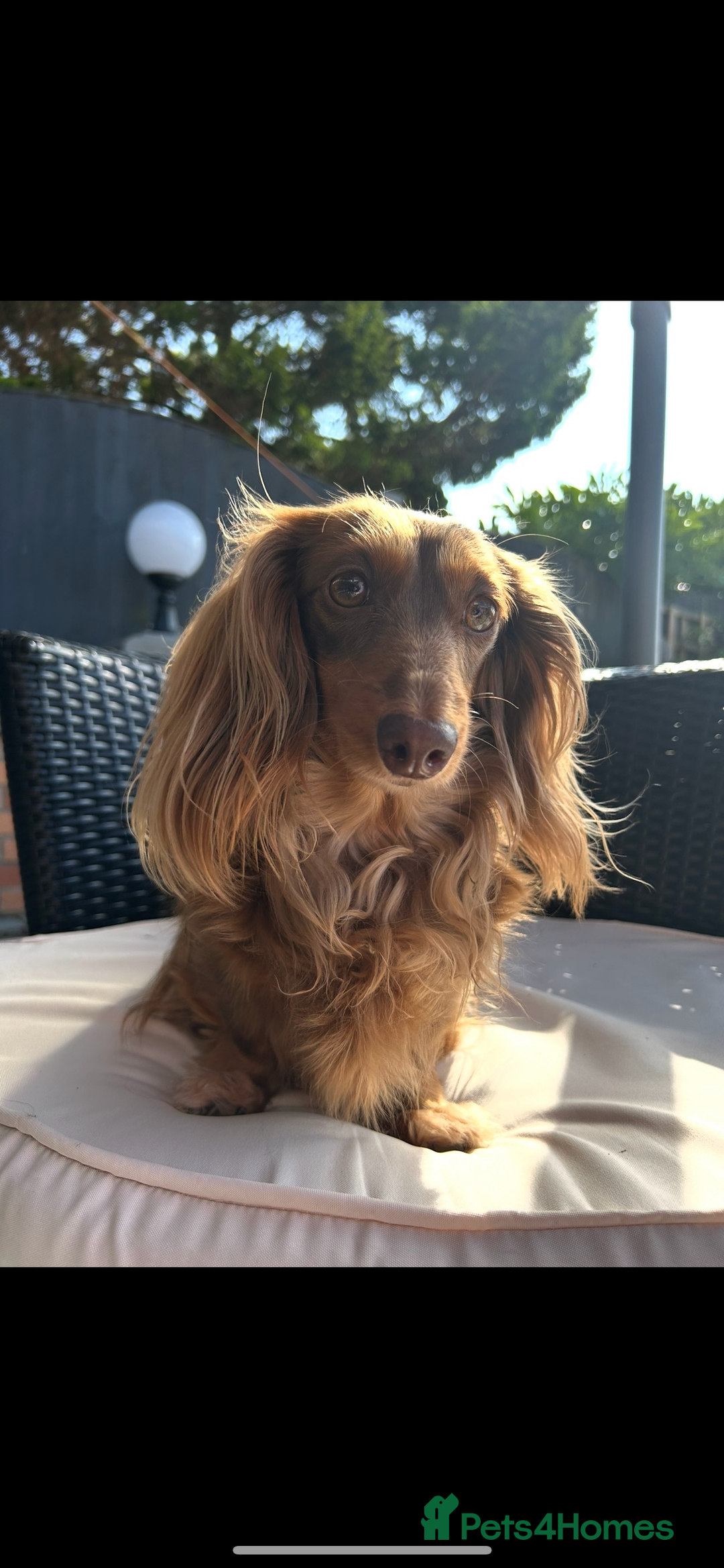 Miniature Dachshund dogs for sale: 🤍🐾 Stunning long haired litter 🐾🤍 - Image 10