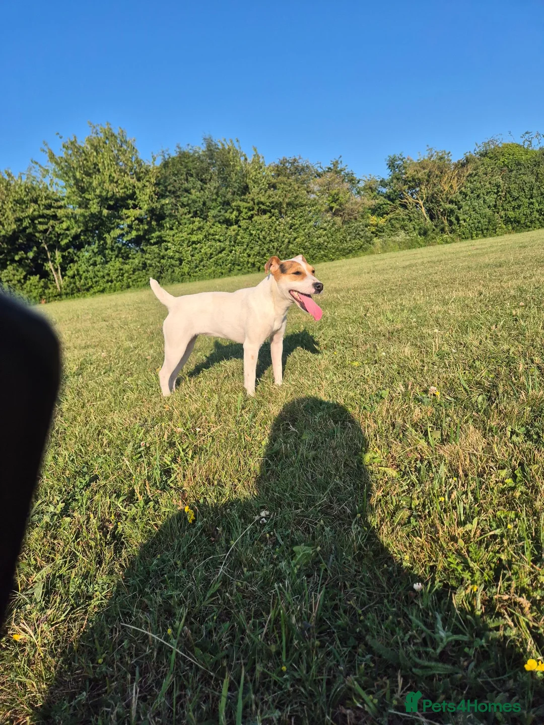 Jack Russell dogs for sale: Jack russel female - Advert 2