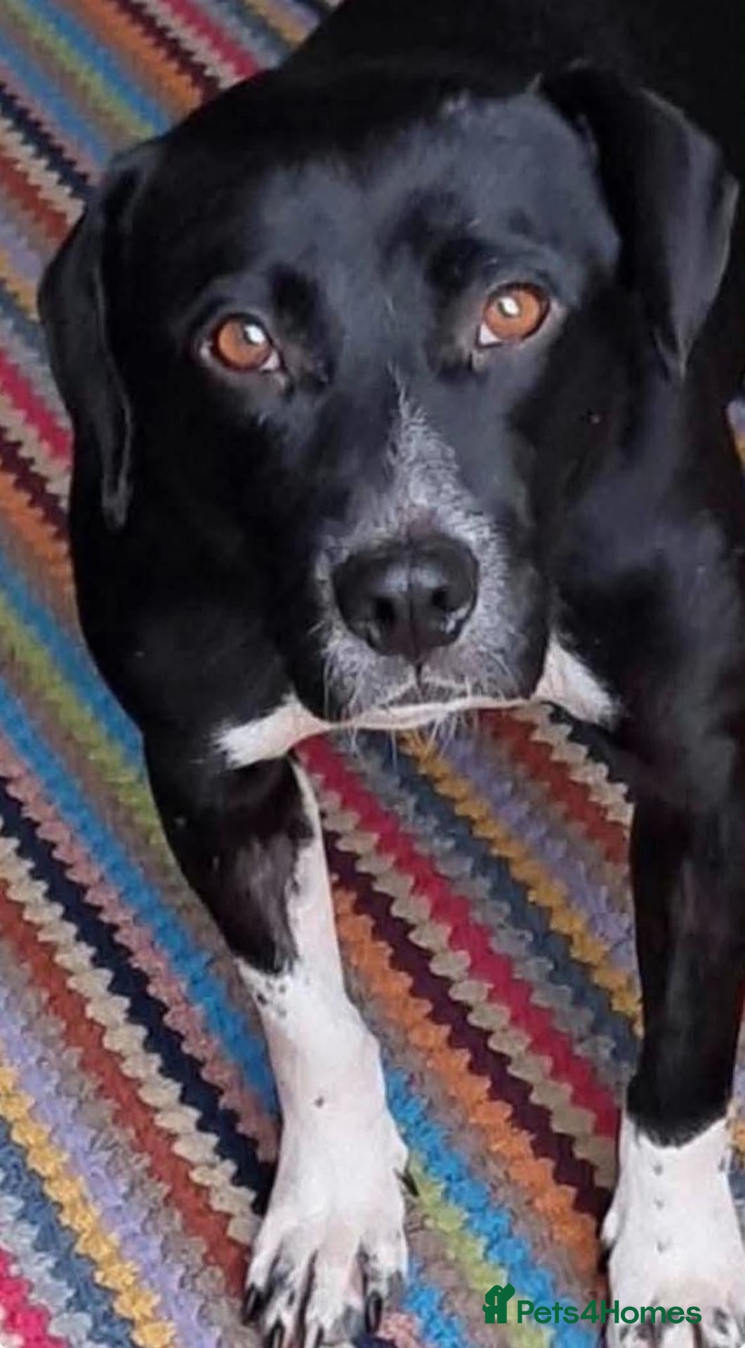 Mixed Breed dogs Meet Nora ❤️  - Advert 1