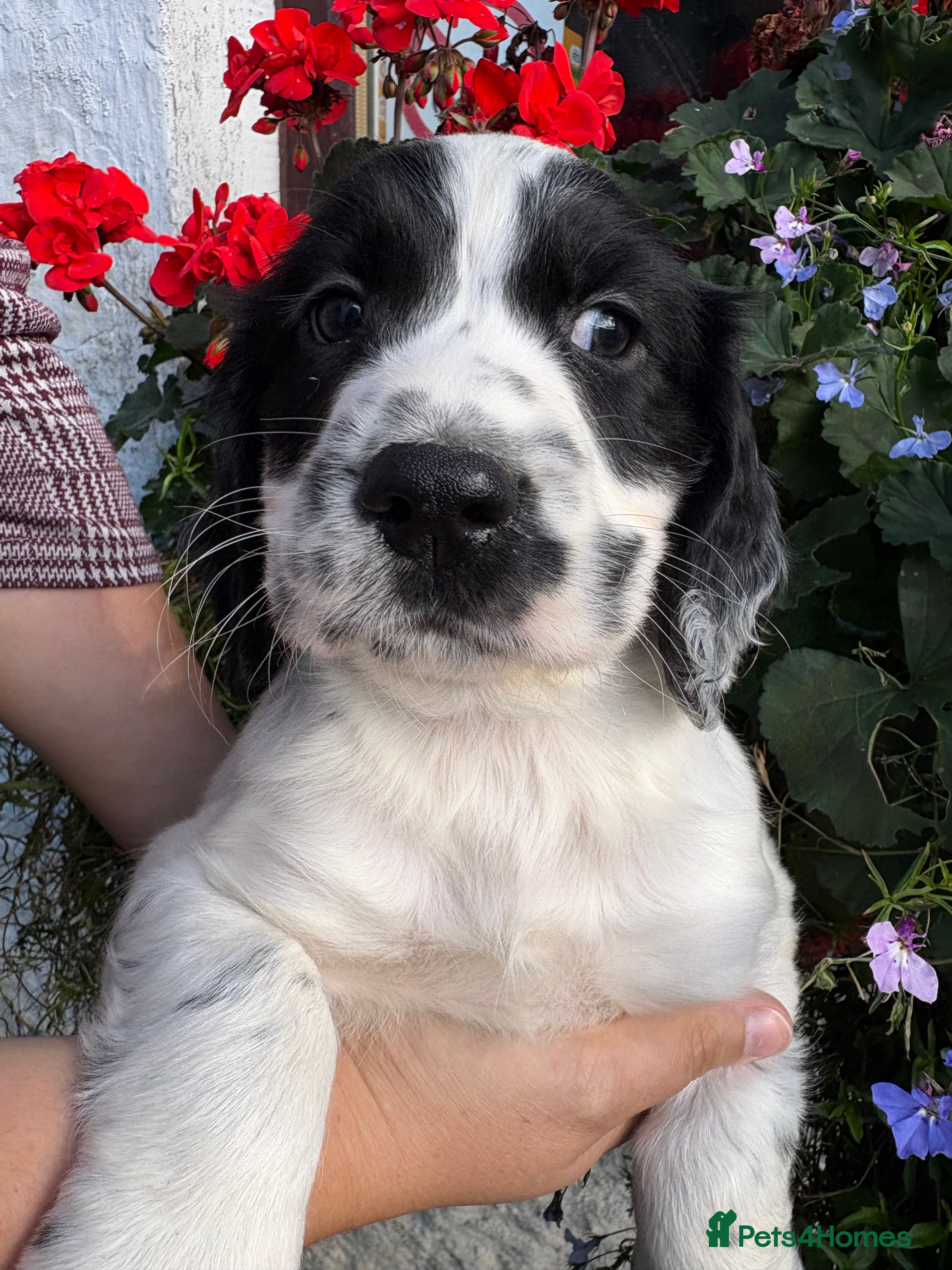 Sprocker dogs Stunning sprocker spaniels  - Advert 2