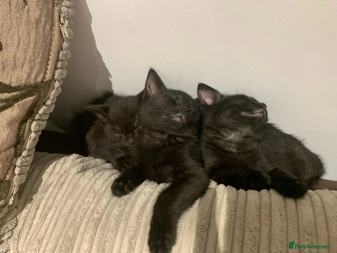 Mixed Breed cats for sale: cute mixed kittens  in London - Advert 9