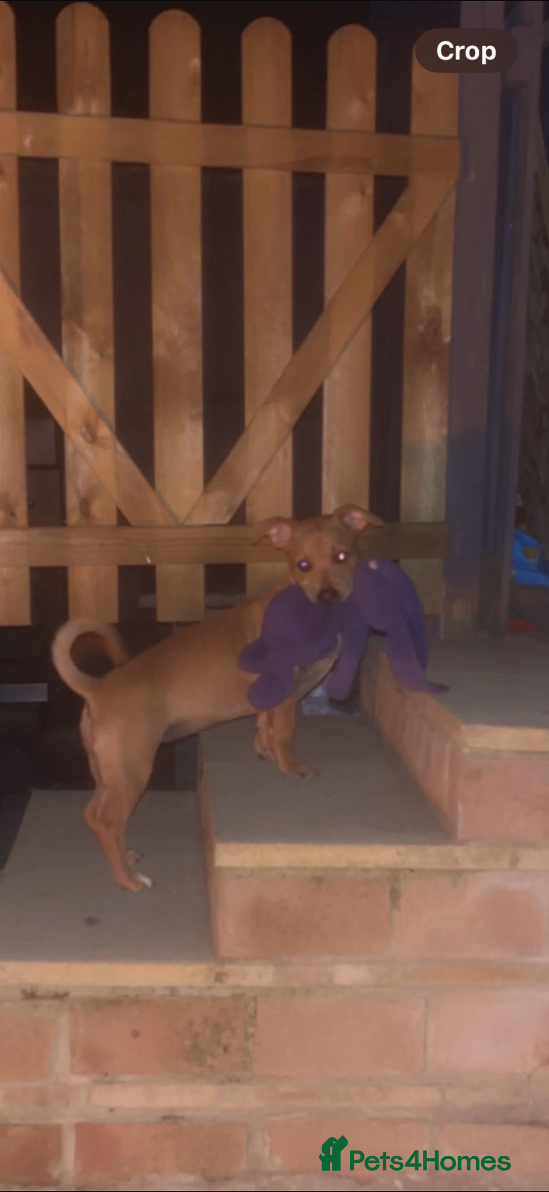 Mixed Breed dogs for sale: Little girl ❤️  - Image 2