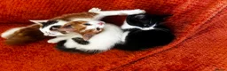 Domestic Shorthair cats for sale: Exceptionally friendly cute kittens for sale in Glasgow - Advert 7