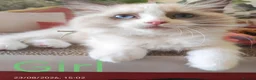 Ragdoll cats for sale: GCCF REGISTERED BEAUTIFUL RAGDOLLS KITTENS  - Advert 17