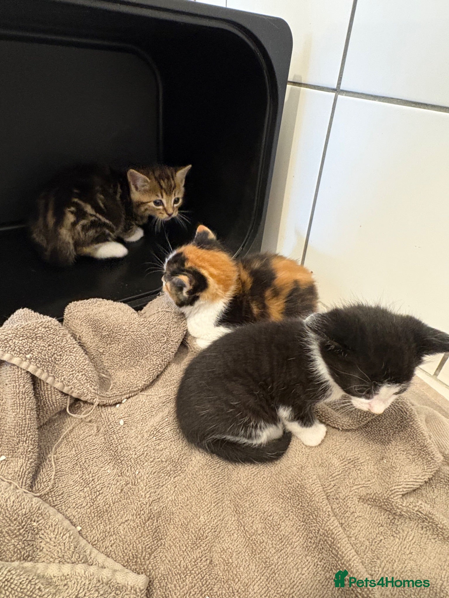 Mixed Breed cats Beautiful kittens - Advert 1