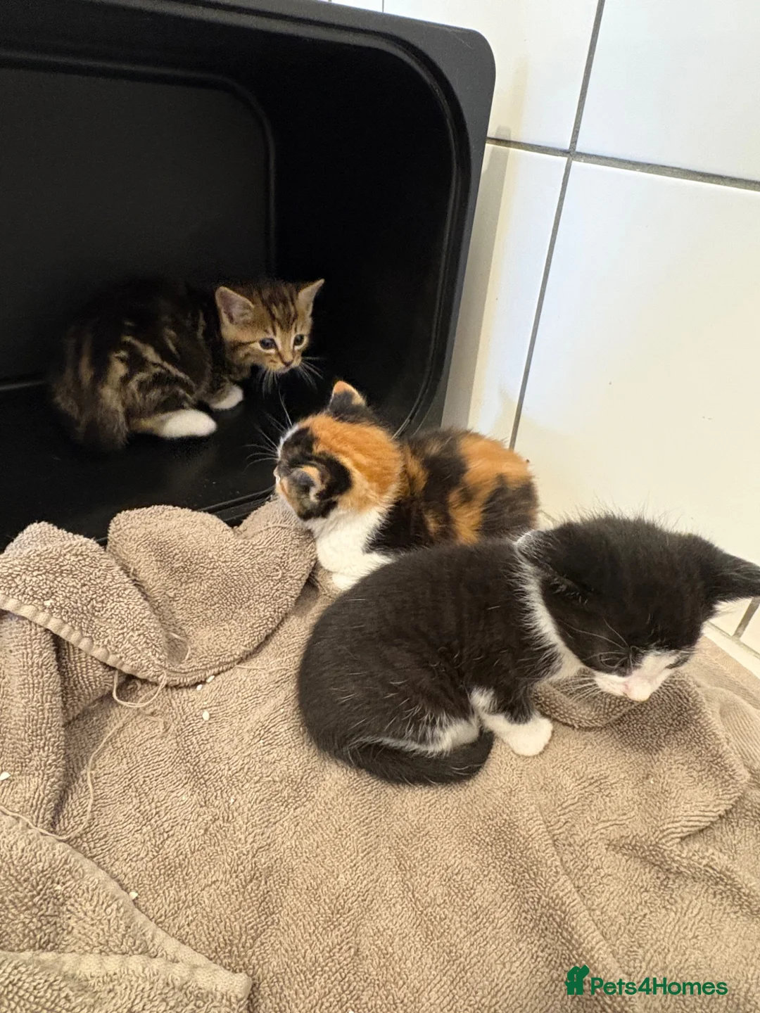 Mixed Breed cats for adoption: Beautiful kittens - Advert 1