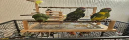 Mixed Breed birds for sale:  kakariki chicks hand tame  - Advert 20