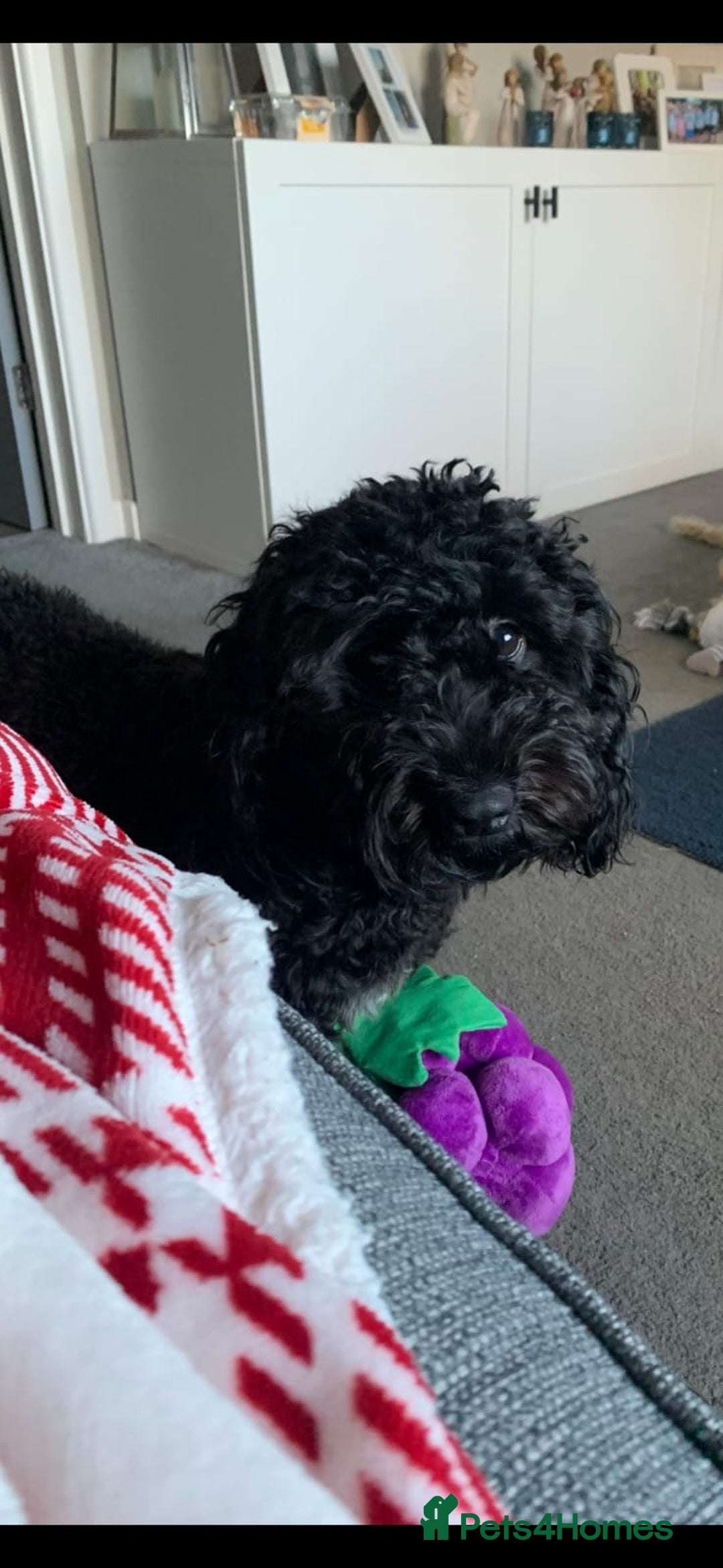 Cockapoo dogs for sale: 2 Year old female Cockapoo looking for a new home. - Image 3