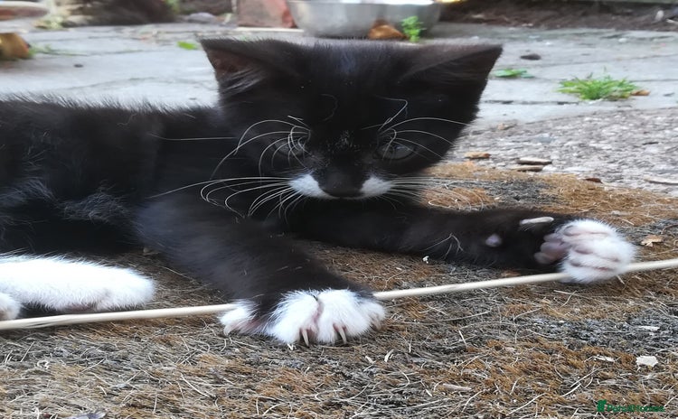 Mixed Breed cats - Advert 4