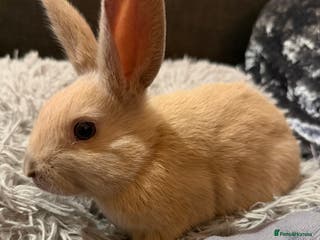 Mixed Breed rabbits Bunnies for Sale - Advert 16