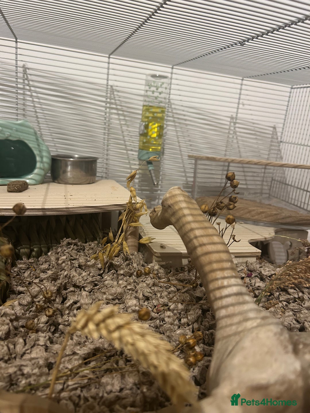 Hamster rodents for sale: Golden Syrian Hamster- Price includes everything! - Advert 8