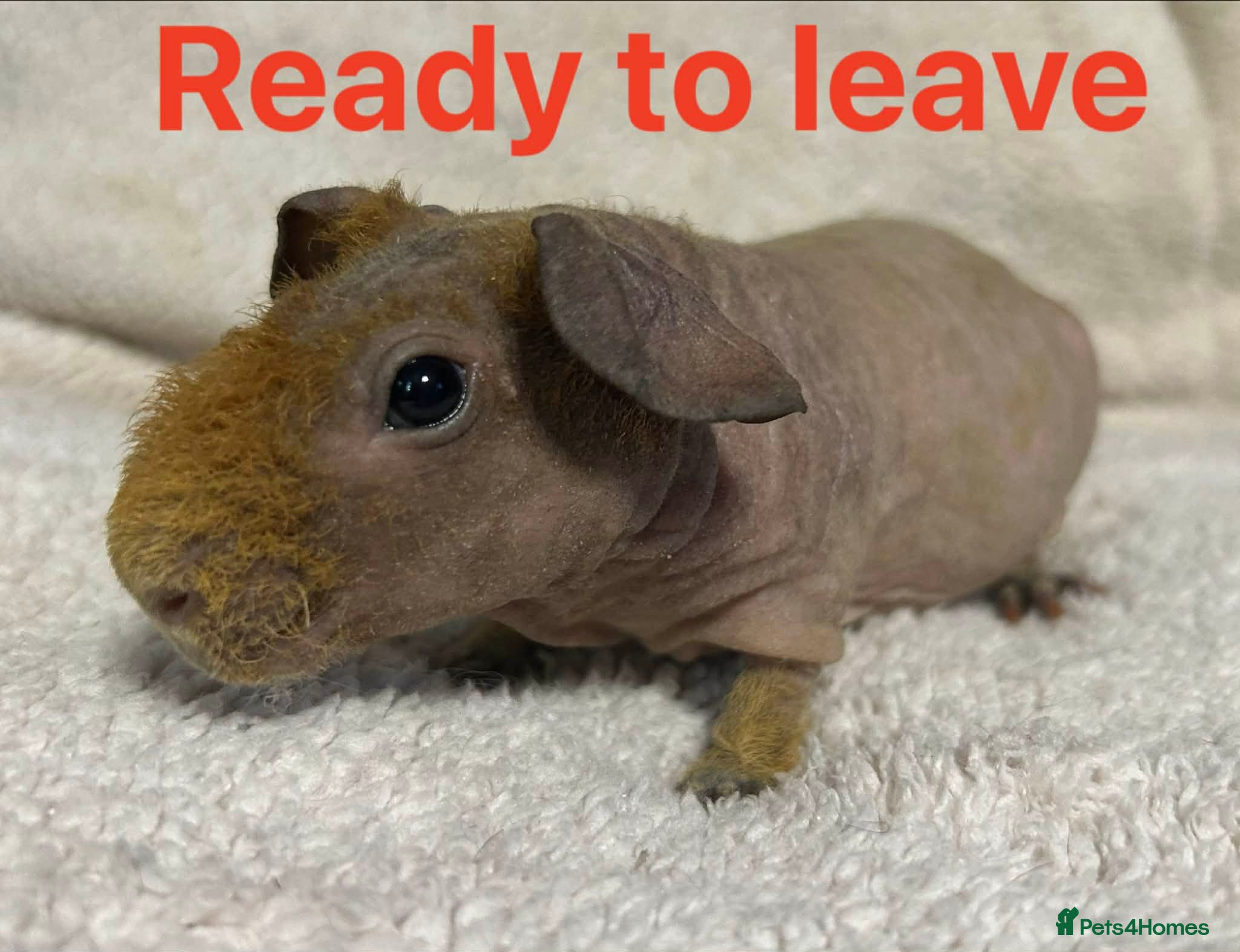 Guinea Pig rodents Skinny Pig Boars. Ready to Leave/Reserve Now.  - Advert 1