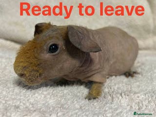 Guinea Pig rodents Skinny Pig Boars. Ready to Leave/Reserve Now. - Advert 1