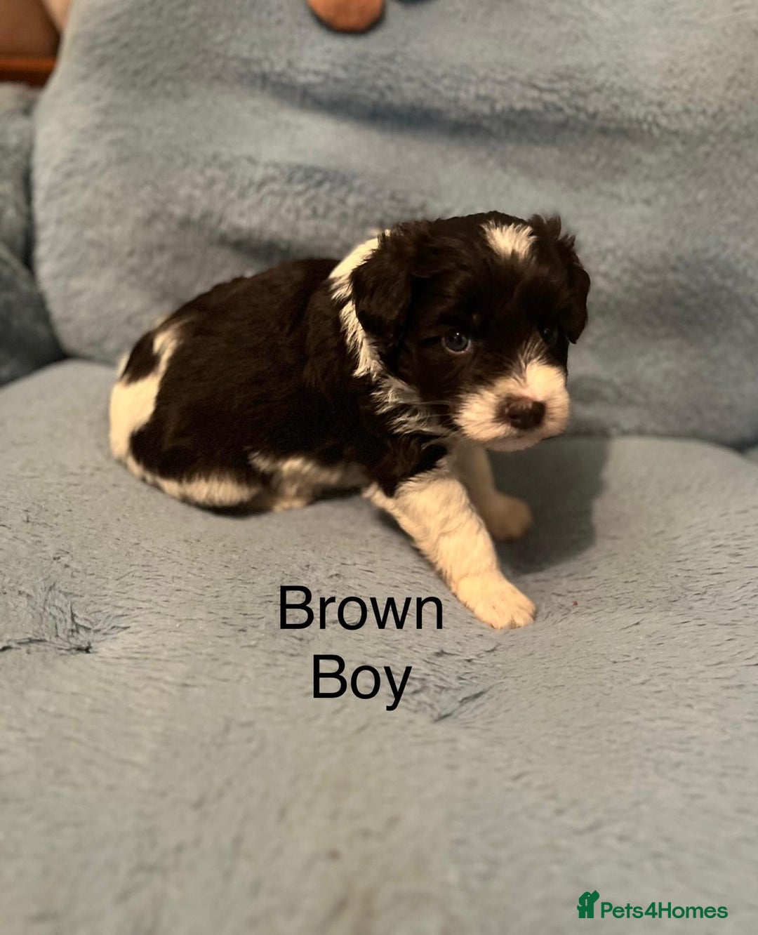 Miniature Schnauzer dogs for sale: OMG ❤️RARE  PEDIGREE PARTI MINIATURE SCHNAUZER  - Advert 38