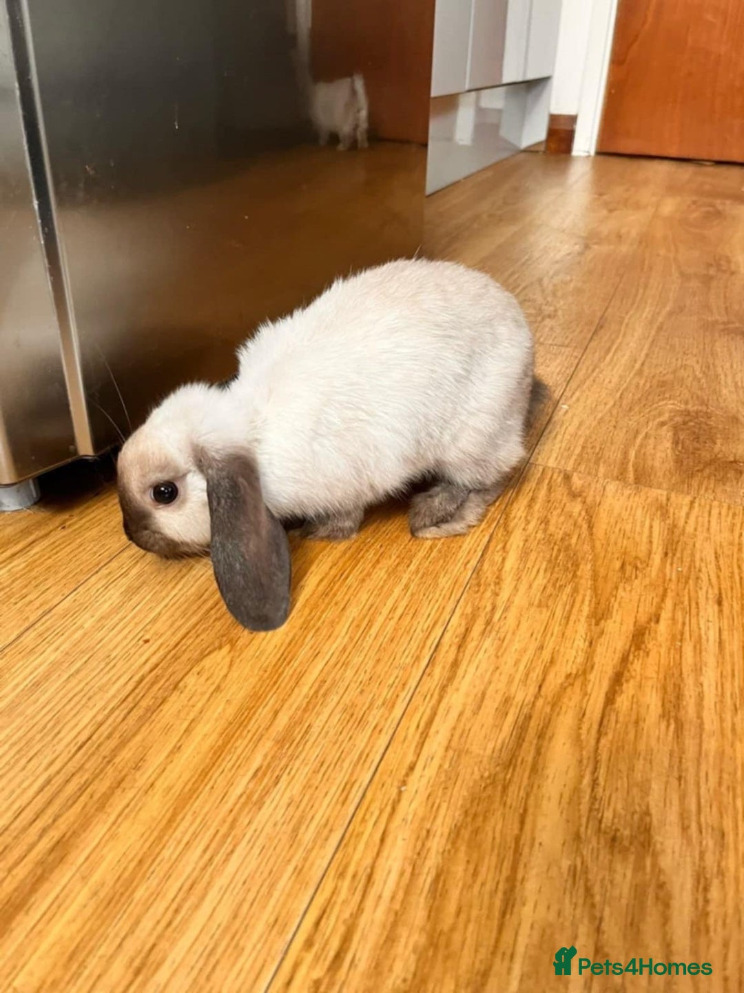 Dwarf Lop rabbits for sale: Beautiful dwarf lops - Advert 4