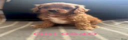 Cavapoo dogs for sale: cavapoo pups ready now  - Advert 3