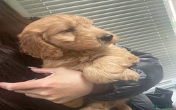 Cockapoo dogs for sale: Beautiful cockerpoo boy  - Image 3
