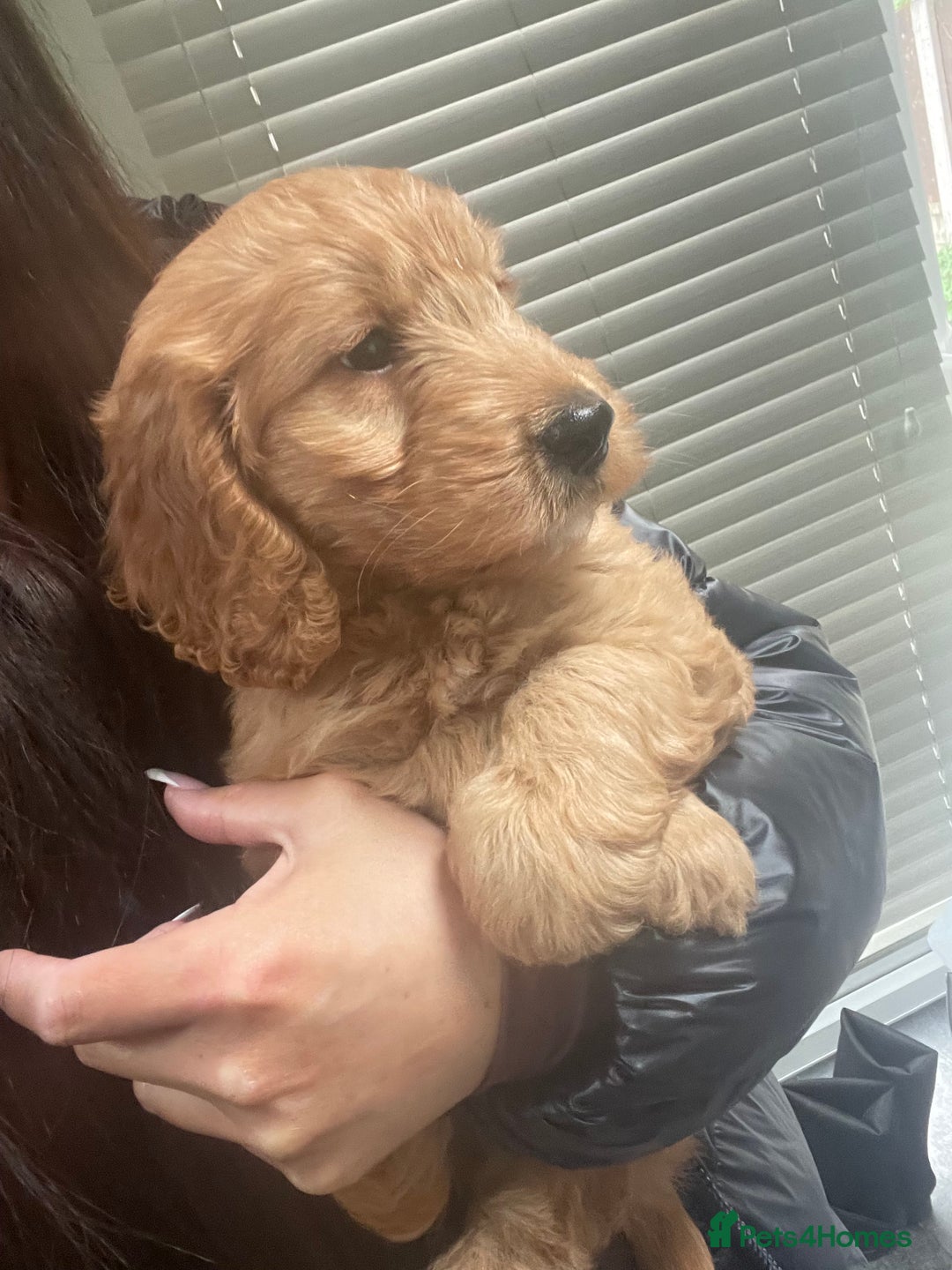 Cockapoo dogs for sale: Beautiful cockerpoo boy  - Image 3