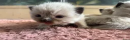 Ragdoll cats for sale: Ragdoll kittens  - Advert 15
