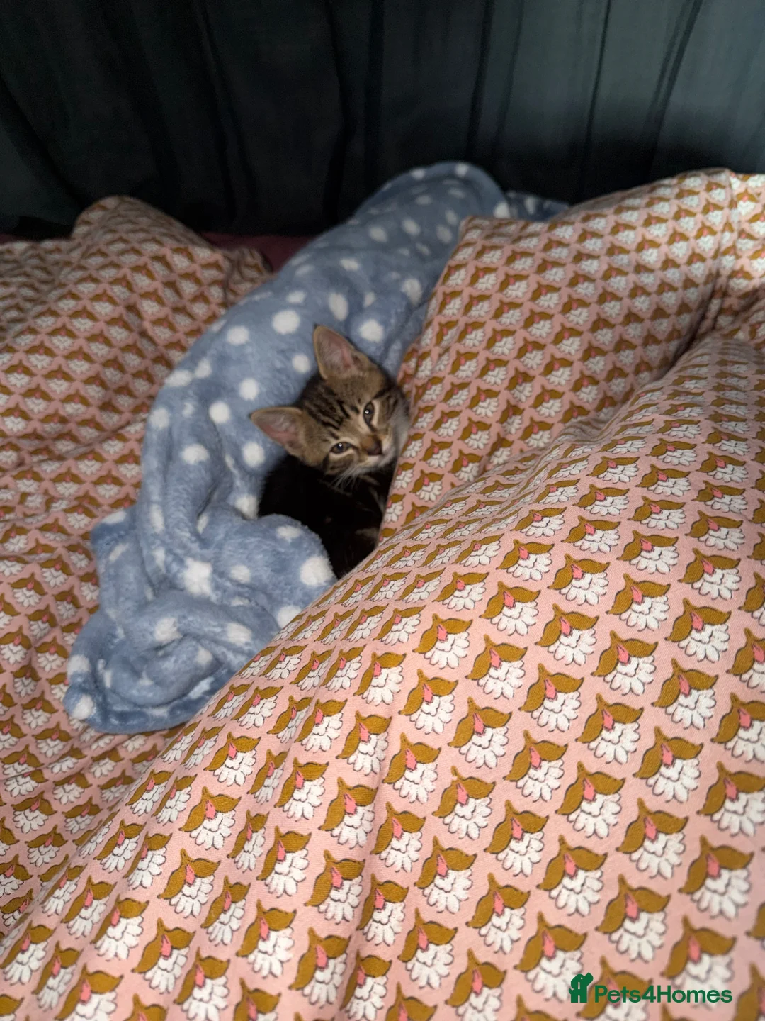 Mixed Breed cats for sale: 11 Week Male Kitten in Coventry - Advert 2