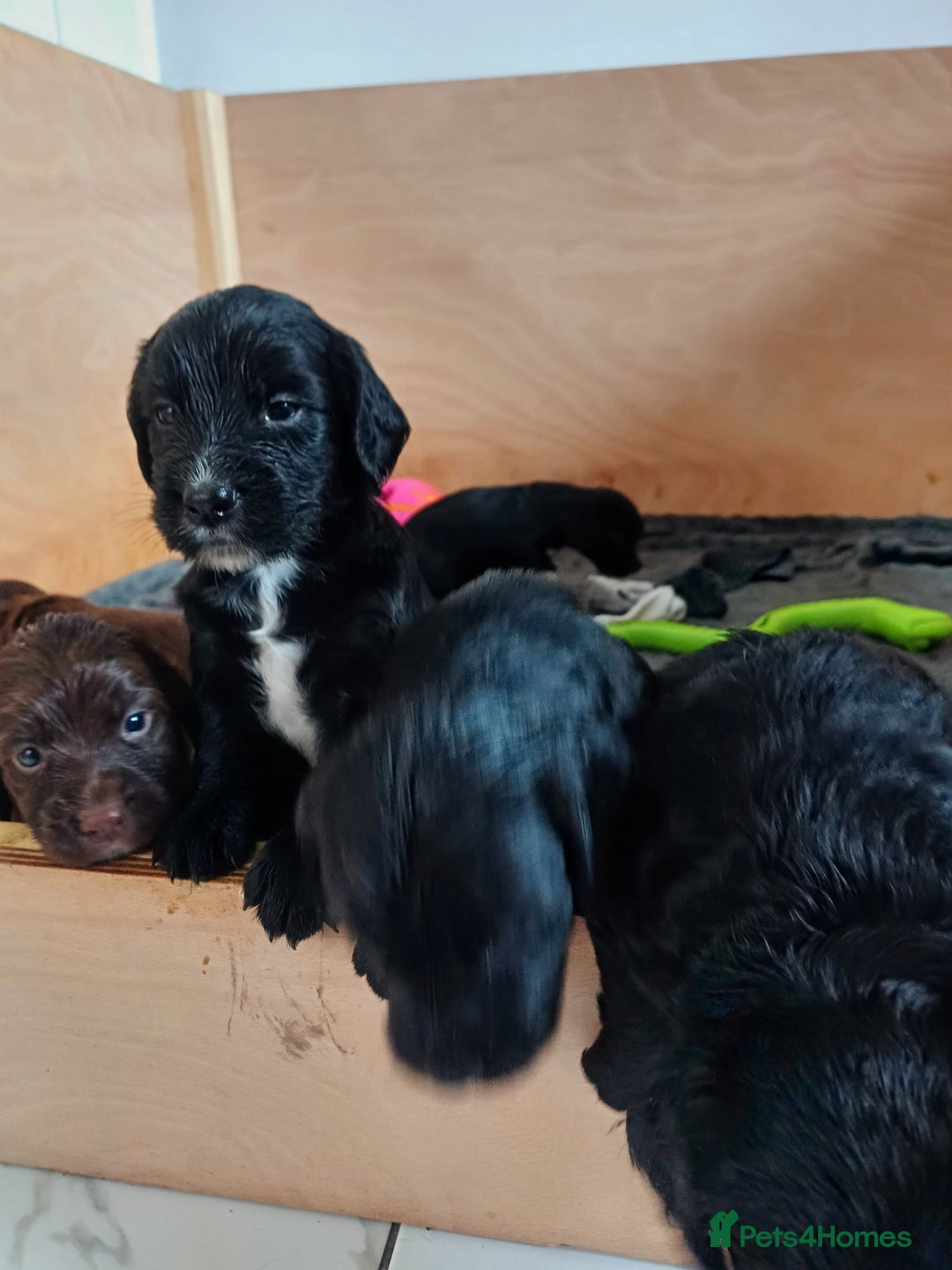 Cocker Spaniel dogs for sale: Working cocker spaniels 4 weeks old - Image 28